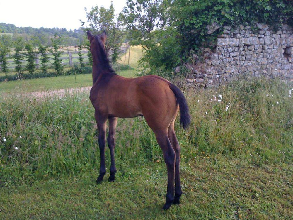 Saumur, capitale du cheval