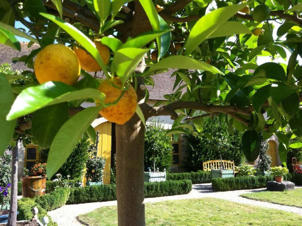 Déjeuner Buffet à l'Orangerie et Visite